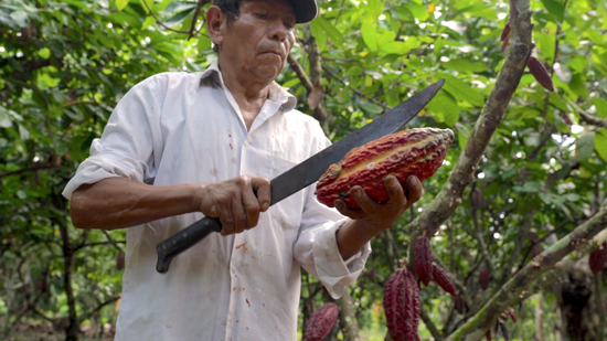 Origins of the Cacao Bean (Teaser)